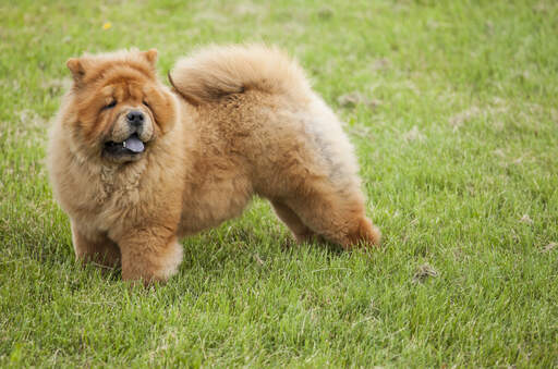 Een gezonde volwassen chow chow, pronken met zijn mooie, bossige staart