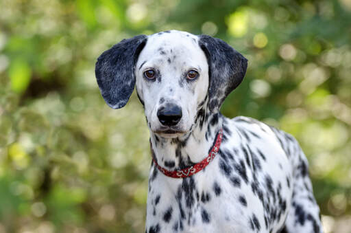 Een oplettende jonge dalmatiër die wacht op een commando van zijn baasje