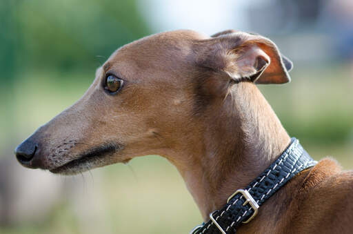 Een close up van de prachtige lange neus van een italiaanse windhond