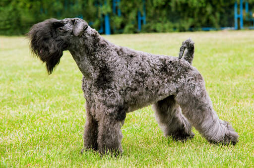 Een kerry blue terrier die pronkt met zijn mooie dikke, wollige vacht