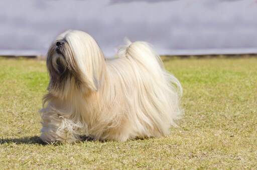 Een gezonde, volwassen lhasa apso, pronkend met zijn mooie, lange, Goed verzorgde vacht