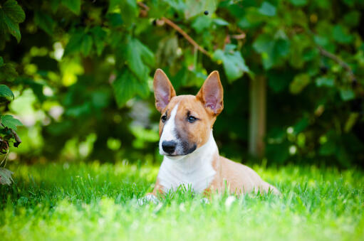 Een gezonde, kleine miniatuur bull terrier, liggend in het gras, genietend van de zon