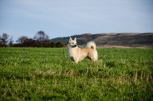 Een noorse buhund die hoog in het gras staat, pronkend met zijn grote borstelige staart