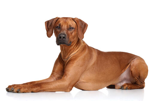 Een GorGeous rhodesian ridgeback die heel netjes ligt, pootjes bij elkaar