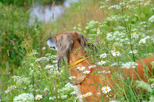 Een saluki die zijn kop uit het lange gras steekt