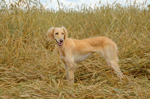 Een volwassen saluki die pronkt met zijn prachtige, zachte vacht en slanke bouw