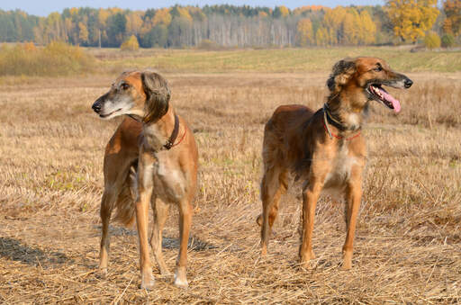 Twee saluki's staan samen, geduldig wachtend op een bevel van hun eigenaar