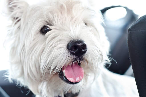 Een close up van de mooie witte vacht van een west highland terrier een zwarte knop neus