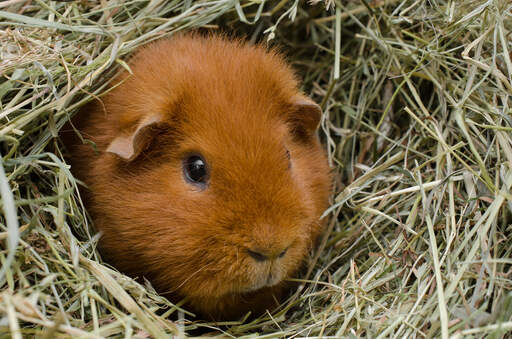 Een mooie kleine rode teddy cavia zittend in zijn nestje