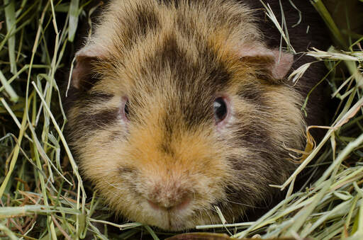 Een close up van de prachtige zachte vacht van een teddy cavia