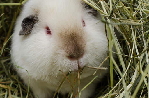 Een witte teddy cavia met mooie kleine rode ogen