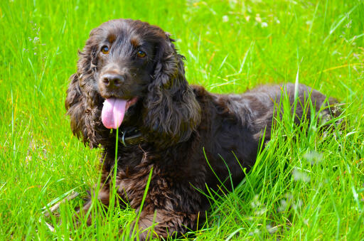 Irish-water-spaniel-lying-down