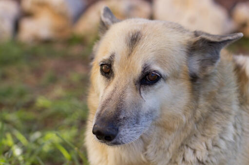 Noorse-buhund-gezicht