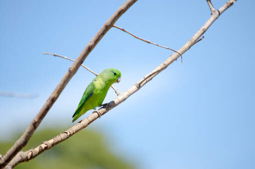 Het prachtige groene verenpatroon van een blauwvleugel papagaai