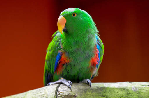 Een eclectus papegaai die zijn mooie, rode en groene borstveren laat zien