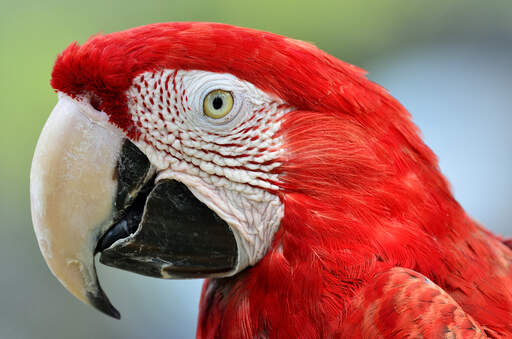 Een close up van de prachtige ogen van een rode en blauwe ara