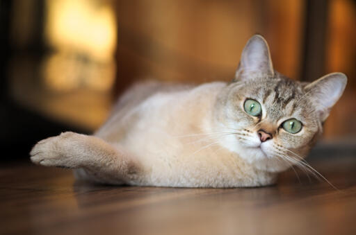Burmilla kat liggend op een houten vloer speels voor zich uit kijkend