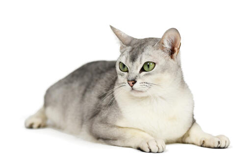 Mooie burmilla kat liggend tegen een witte achtergrond
