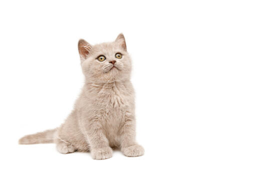 Britse korthaar colourpoint kitten zittend tegen een witte achtergrond