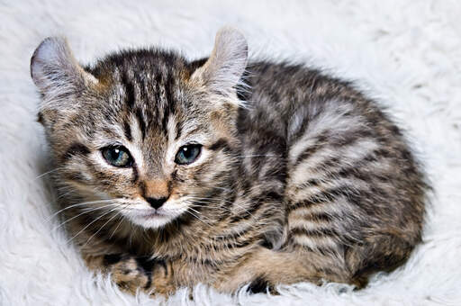 Een klein hooglander katje dat zal uitgroeien tot een grote kat