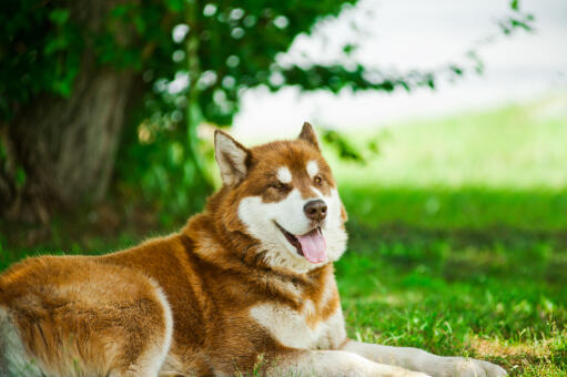 Een bruine en witte alaska malamute die buiten op het gras ligt te rusten