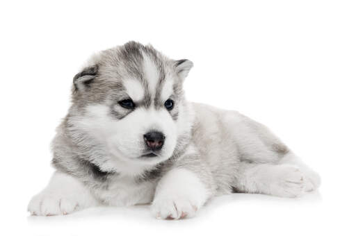 Een jonge alaska malamute pup met een mooie dikke vacht