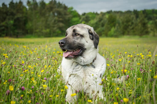 Een gezonde, volwassen anatolische herdershond die in het gras ligt