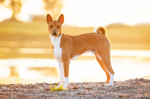 Een mooie, mannelijke basenji die pronkt met zijn slanke lichaam