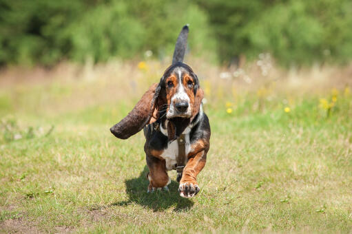 Een basset hound die rent met zijn staart in de lucht