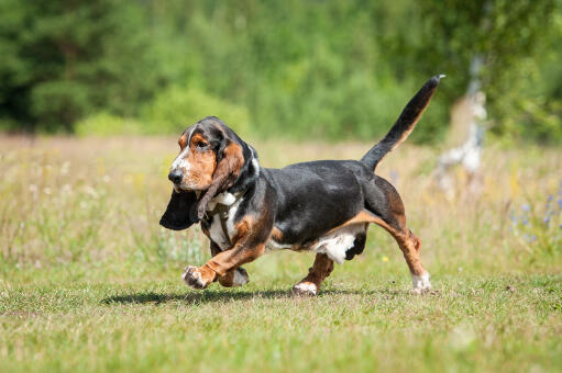 Een mooie, wandelende basset hound met een dikke, donkere vacht