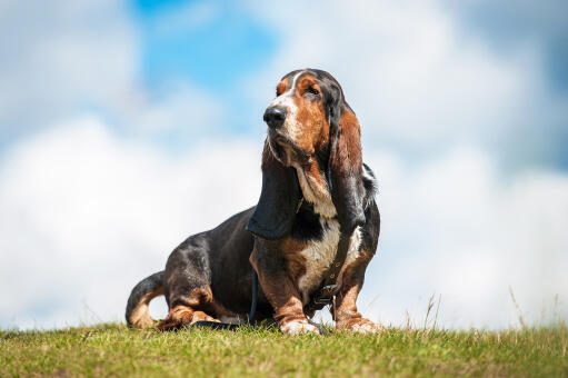 Een lieve, kleine basset hound, pronkend met zijn grote, flaporen en lange neus