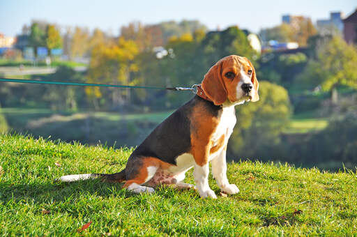 Een mannelijke beagle pup, met een mooie, korte, dikke vacht