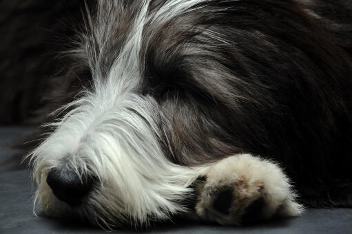 Een close up van de prachtige lange vacht van een bearded collie