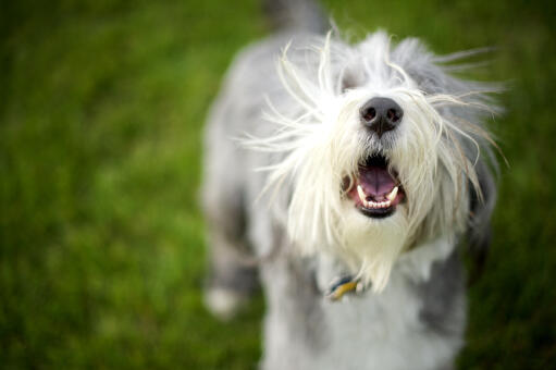 Een lieve kleine bearded collie puppy genietend van het buitenleven