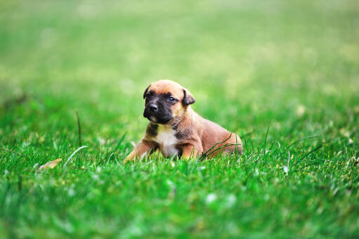 Een zeer schattige belgische herdershond (malinois) pup op gras