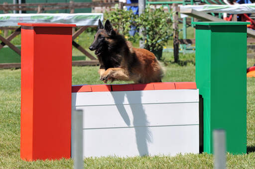 Een behendige belgische herdershond (tervueren) springt over een hindernis