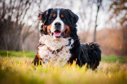 Een mooie volwassen berner sennenhond, liggend in het gras