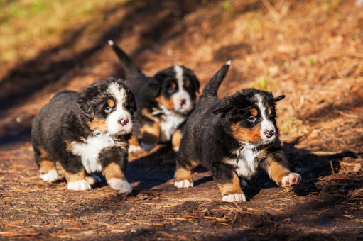 Drie lieve, kleine berner sennenhonden die buiten rondrennen