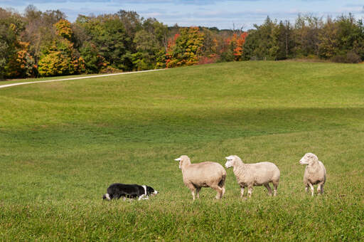 Een getrainde border collie in de perfecte omgeving voor het hoeden