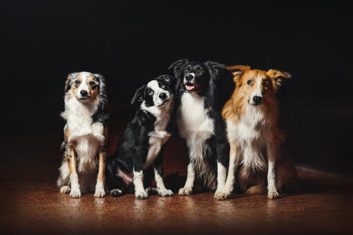 Vier border collies, elk met een andere kleur vacht