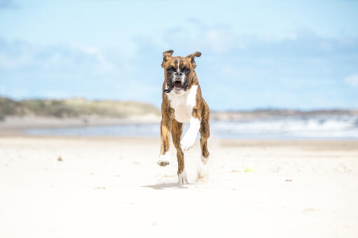 Een bokser die het strand oprent