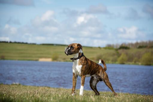 Een knappe boxer uit op een wandeling