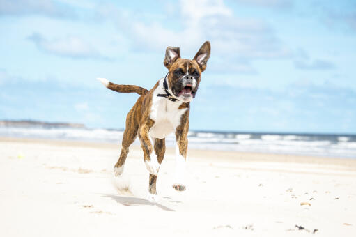 Een gelukkige boxer die het strand op stuitert