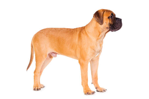 Een mooie, jonge mannelijke bullmastiff die zijn sterke gestalte laat zien