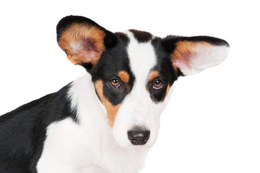 Een close up van de cardigan welsh corgi's prachtige, grote oren