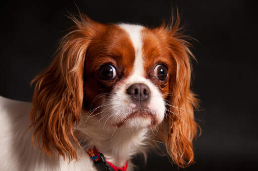 Een close up van een mooie cavalier king charles spaniel lange, zachte vacht