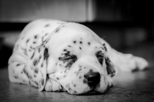 Een mooie, kleine dalmatiër pup genietend van wat rust