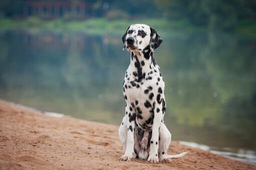 Een gehoorzame mannelijke dalmatiër die netjes zit te wachten op een commando