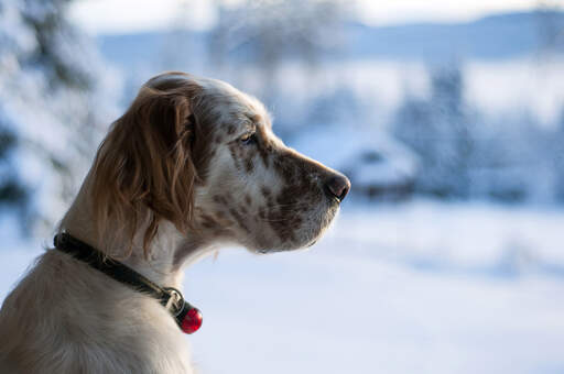 Een engelse setter's mooie, lange neus, en zachte, scruffy oren