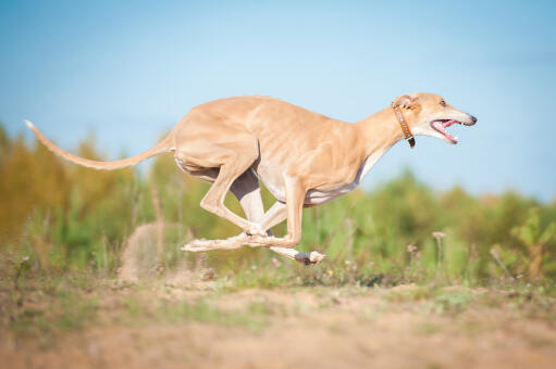 Een gezonde greyhound op volle snelheid